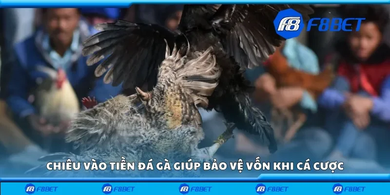 Chiêu vào tiền đá gà giúp bảo vệ vốn khi cá cược