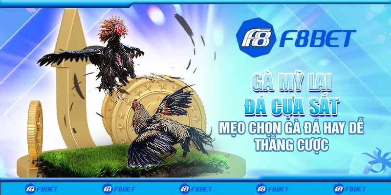 Gà Mỹ lai đá cựa sắt - Mẹo chọn gà đá hay dễ thắng cược