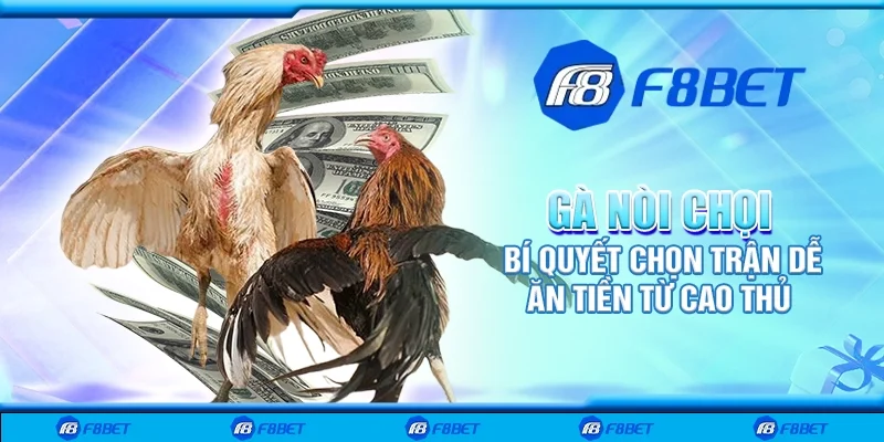 Gà nòi chọi - Bí quyết chọn trận dễ ăn tiền từ cao thủ