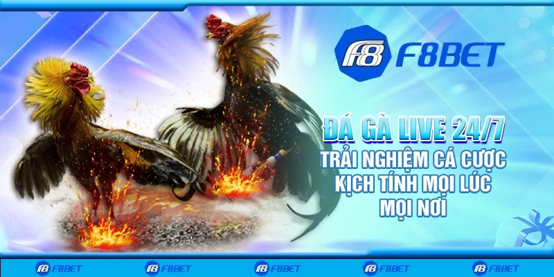 Đá gà live 24/7 – Trải nghiệm cá cược kịch tính mọi lúc mọi nơi