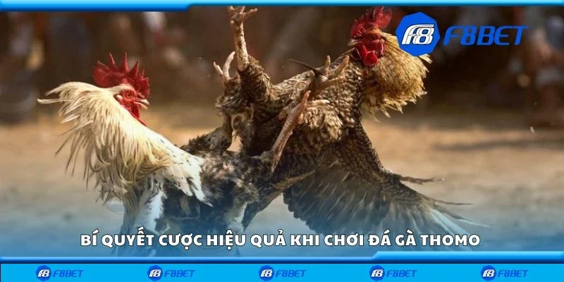 Bí quyết cược hiệu quả khi chơi đá gà thomo