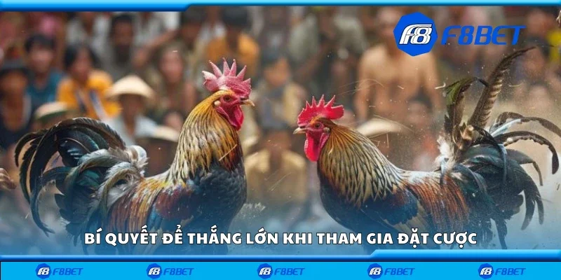 Bí quyết để thắng lớn khi cá cược đá gà Thomo