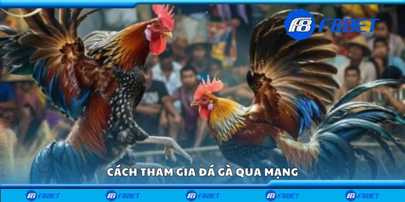 Các bước tham gia đá gà qua mạng