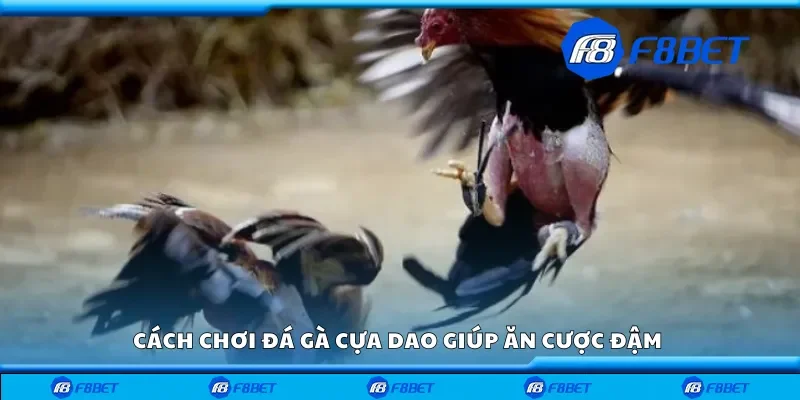 Cách chơi đá gà cựa dao giúp ăn cược đậm