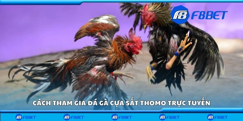 Cách tham gia đá gà cựa sắt Thomo trực tuyến