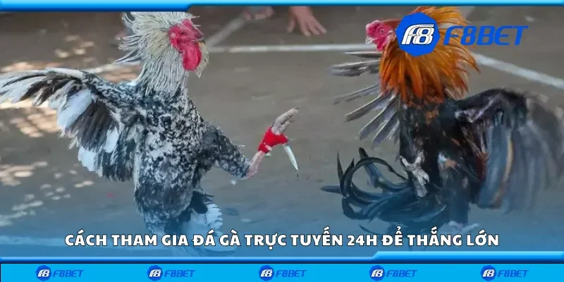 Cách tham gia đá gà trực tuyến 24h để thắng lớn