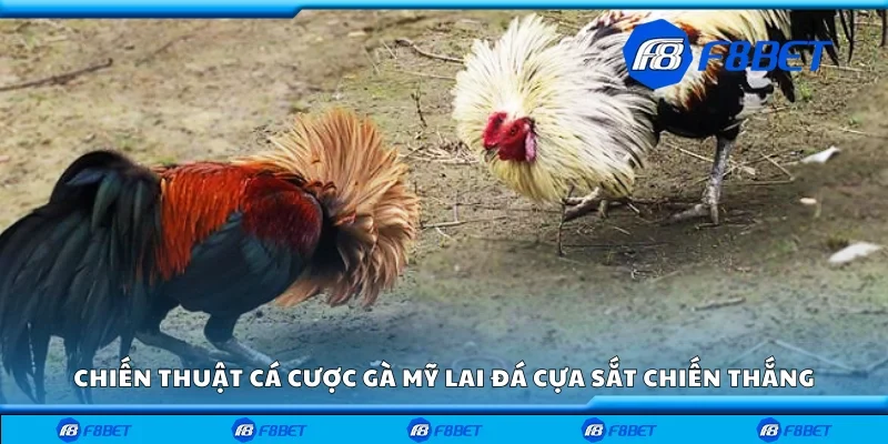 Chiến thuật cá cược gà Mỹ lai đá cựa sắt chiến thắng