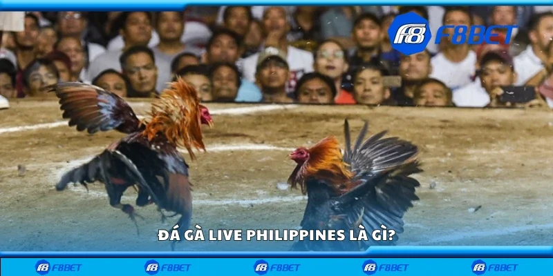 Đá gà live Philippines là gì?