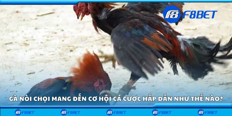 Gà nòi chọi mang đến cơ hội cá cược hấp dẫn như thế nào?