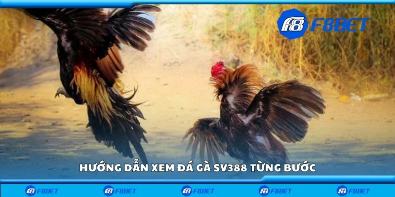 Hướng dẫn bắt đầu với đá gà SV388