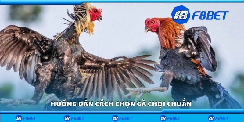 Hướng dẫn cách chọn gà chọi chuẩn