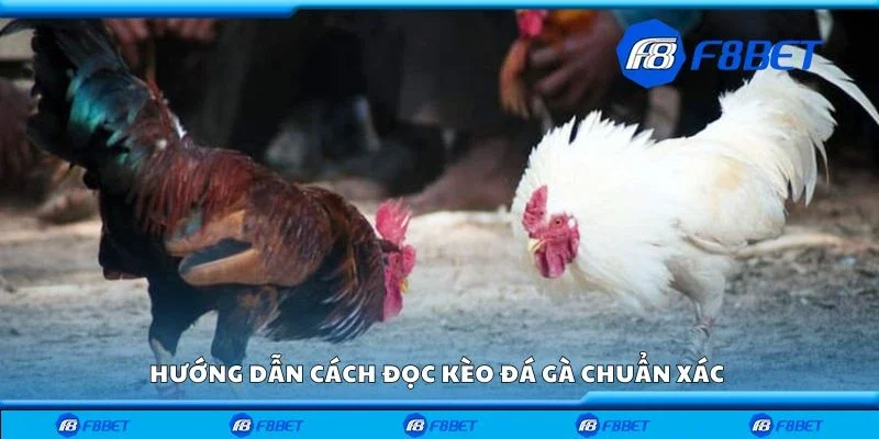 Hướng dẫn cách đọc kèo đá gà chuẩn xác