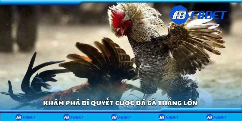 Khám phá bí quyết cược đá gà thắng lớn