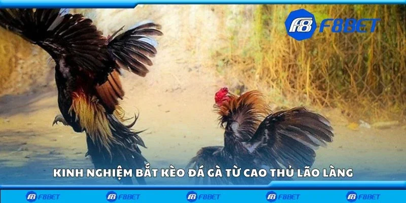 Kinh nghiệm bắt kèo đá gà từ cao thủ lão làng