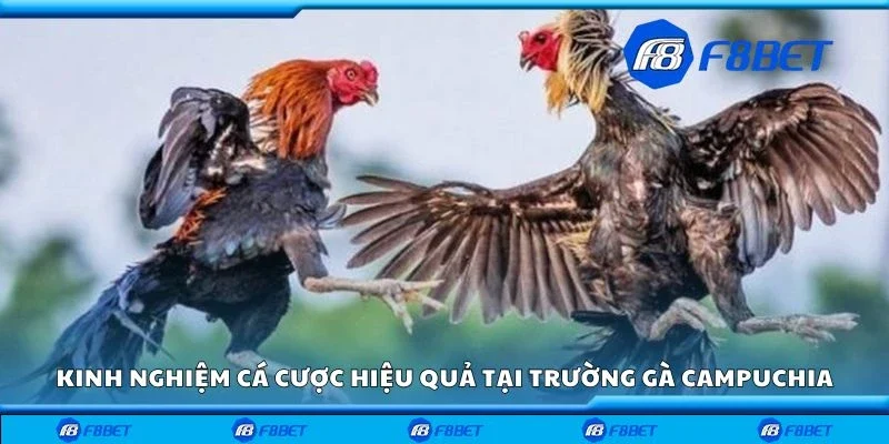 Kinh nghiệm cá cược hiệu quả tại trường gà Campuchia