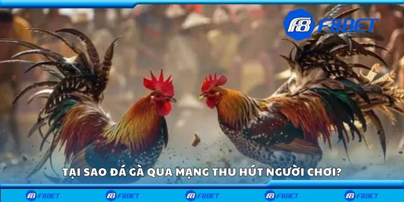 Lý do đá gà qua mạng thu hút người chơi