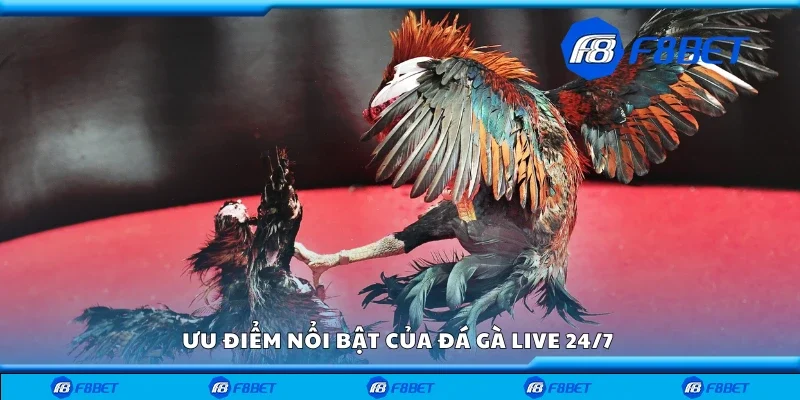Một số ưu điểm nổi bật của đá gà live 