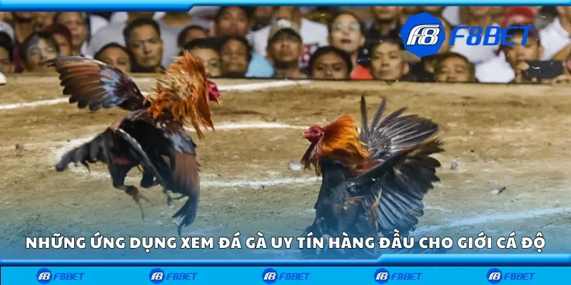 Những ứng dụng xem đá gà uy tín hàng đầu cho giới cá độ