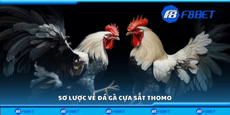 Sơ lược về đá gà cựa sắt Thomo