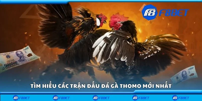 Tìm hiểu các trận đấu đá gà thomo mới nhất
