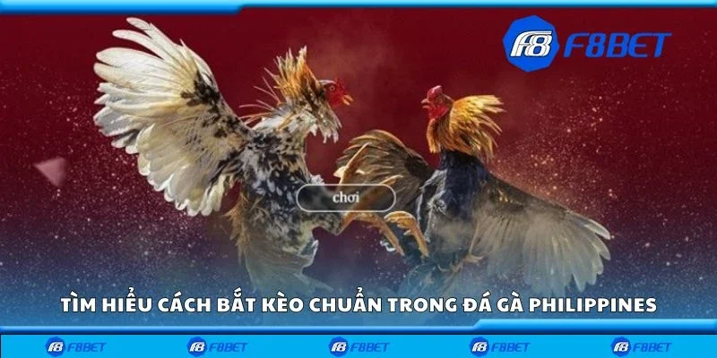 Tìm hiểu cách bắt kèo chuẩn trong đá gà Philippines