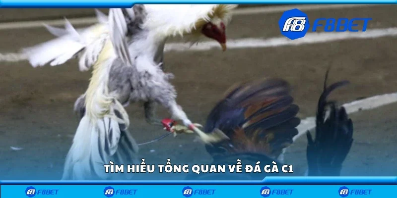 Tìm hiểu tổng quan về đá gà C1