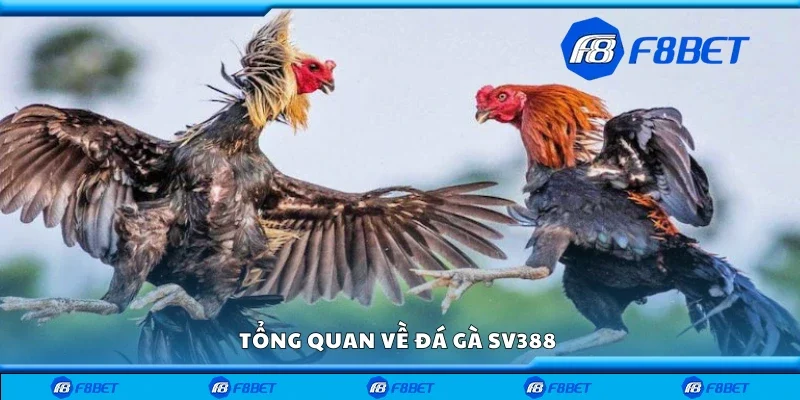 Tổng quan về đá gà SV388 