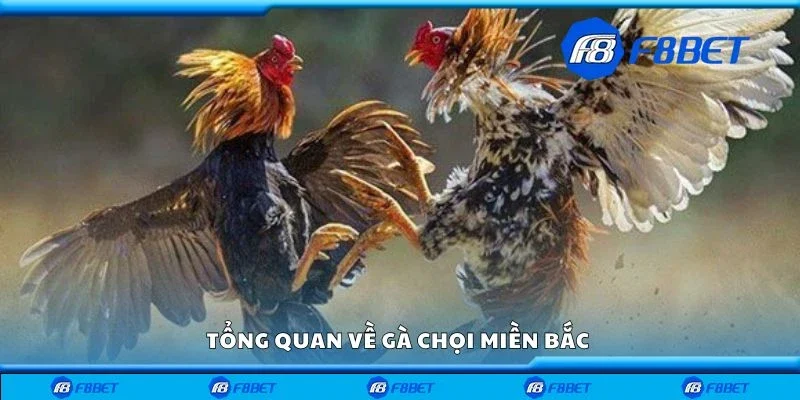 Tổng quan về gà chọi miền Bắc 