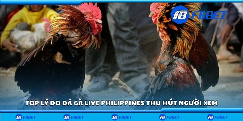 Top lý do đá gà live Philippines thu hút người xem